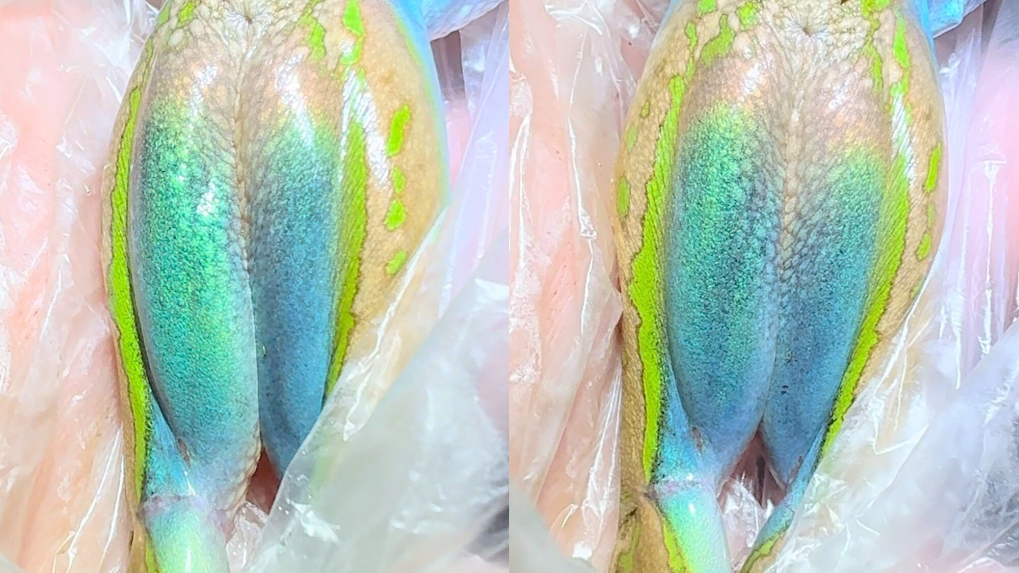 Australian frog found to have rare iridescent thigh skin
