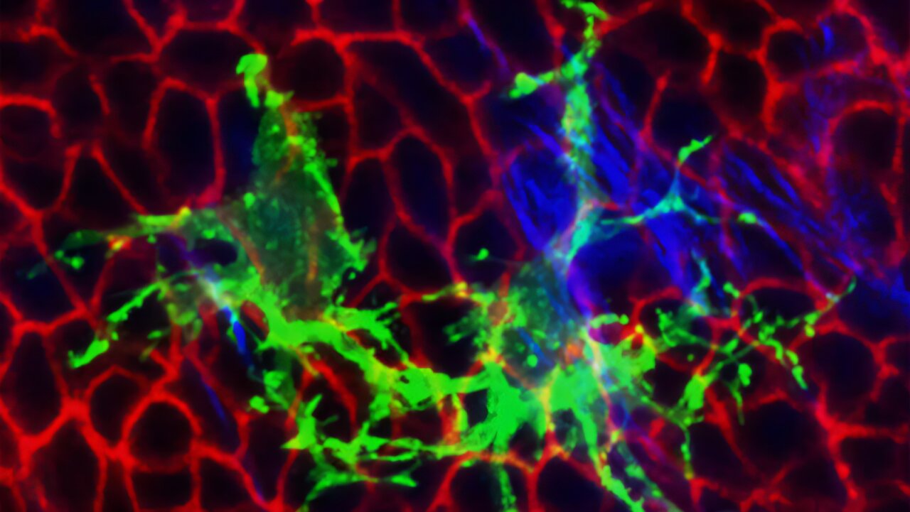 Mouse skin kept renewing after most fibroblasts were removed