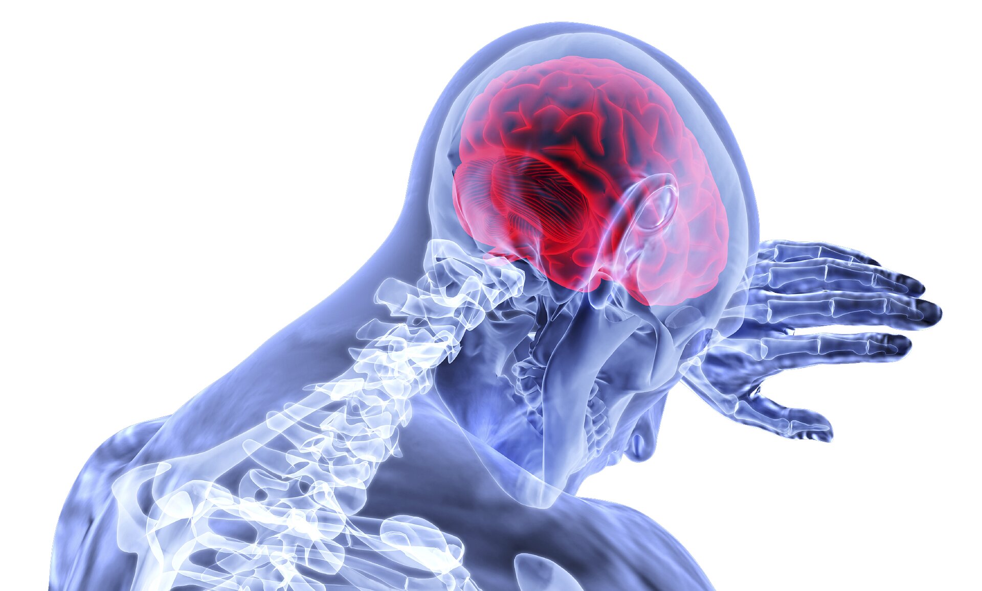 Body clock therapies improve stroke recovery in mice