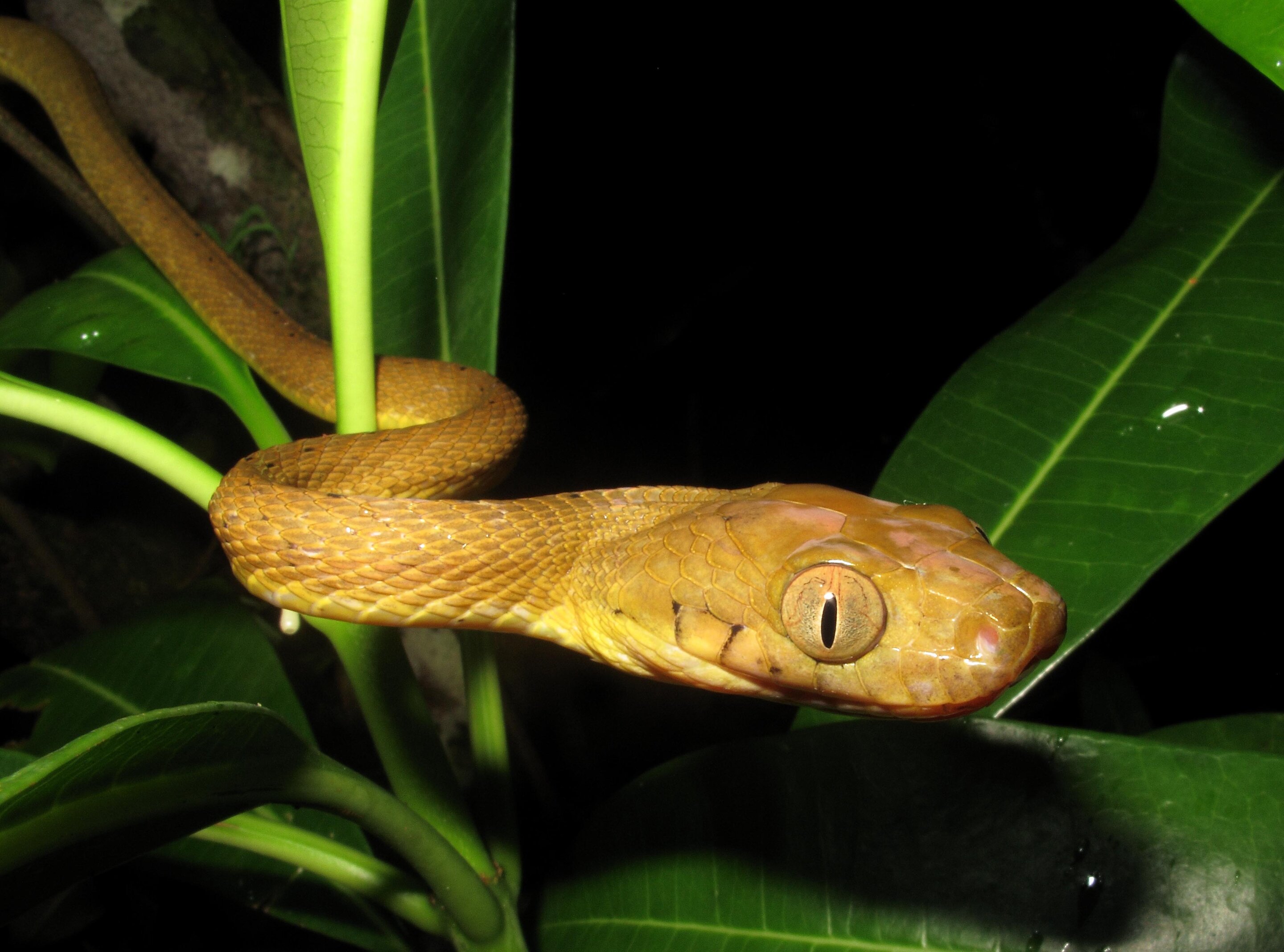Brown tree snakes Guam study finds hidden genetic diversity