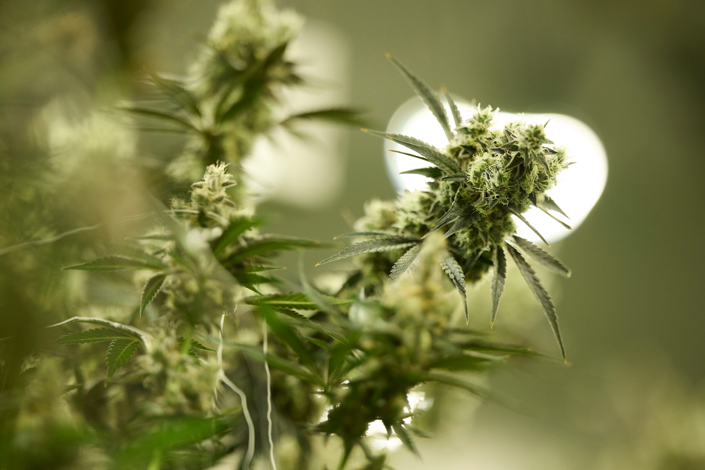 Federal cannabis moves could reshape research and Nevada sales