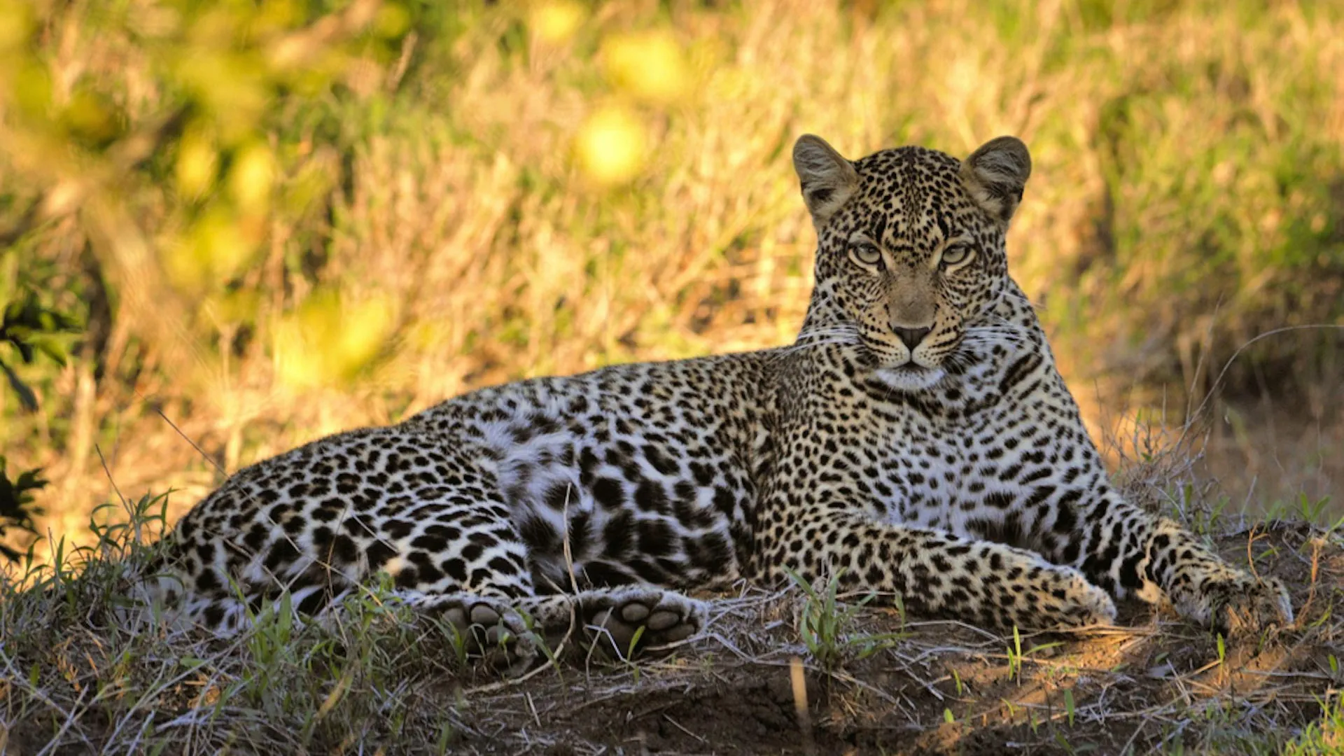 Cape leopards show genetic split after long isolation
