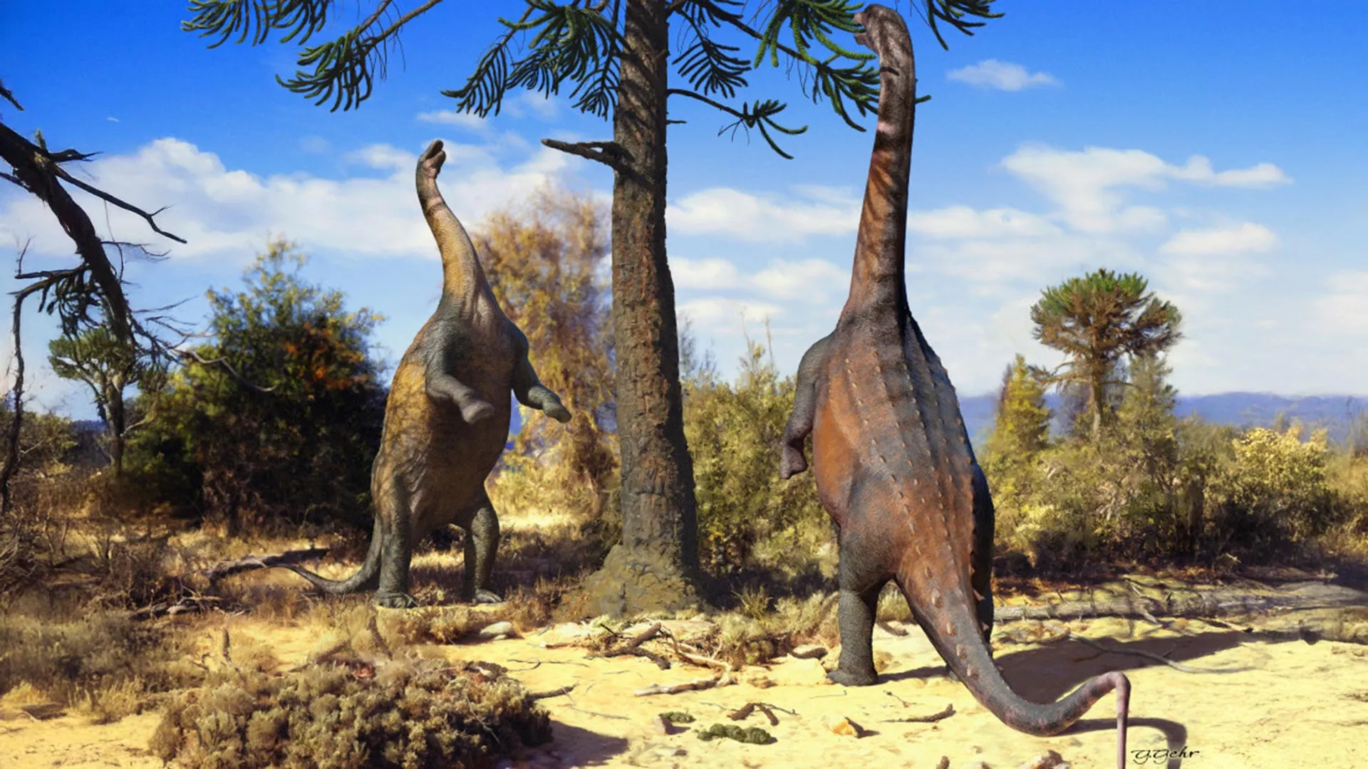 Study finds some sauropods stood upright more easily when young