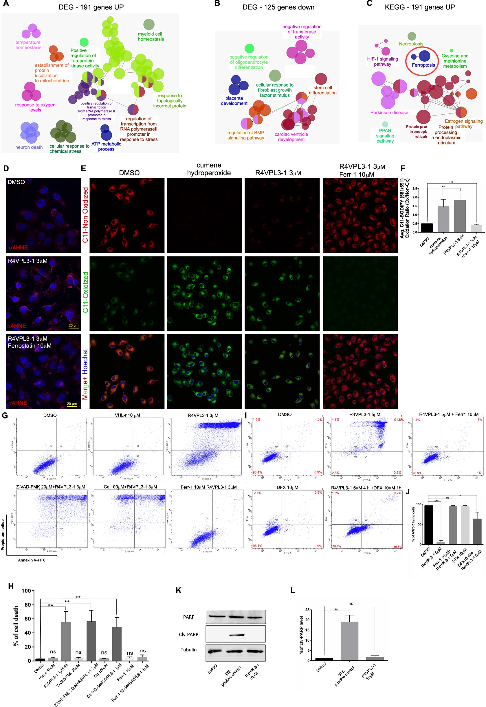 Dual-targeting cancer compounds show promise against resistant tumors