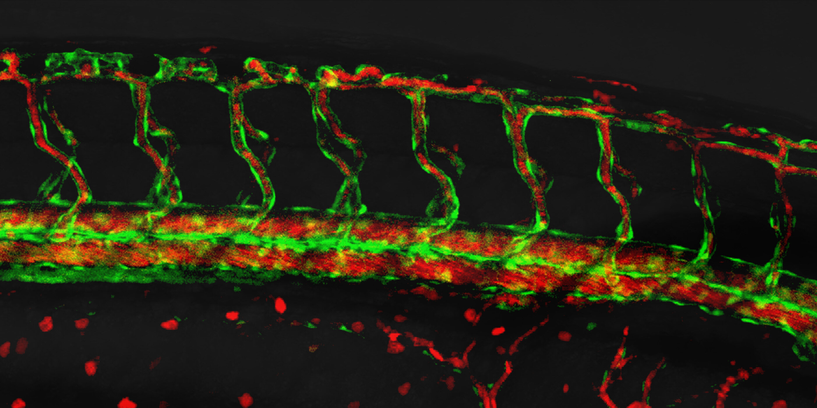 Blood vessel formation mechanism shows how cells push, anchor and pull