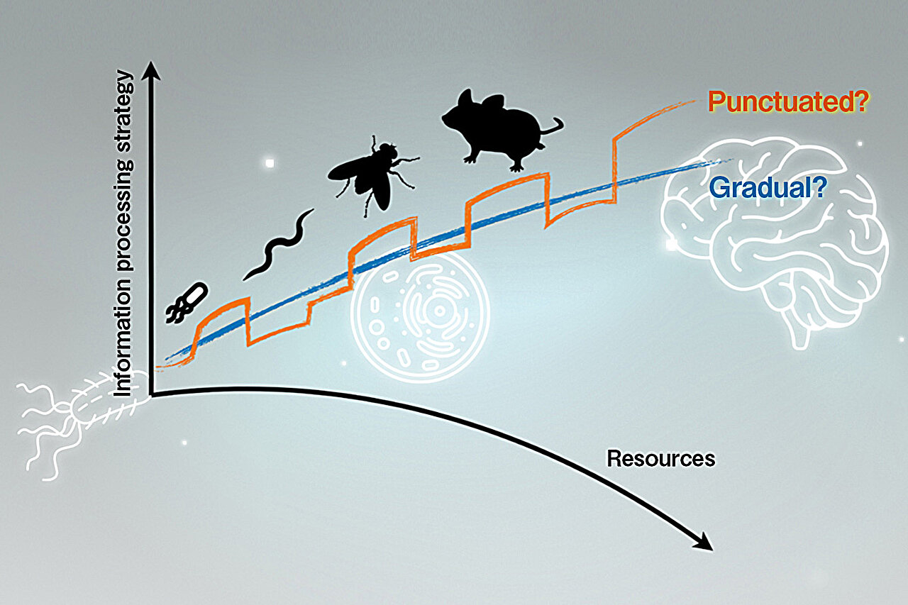 Cost of memory in organisms drives switch in decision strategy