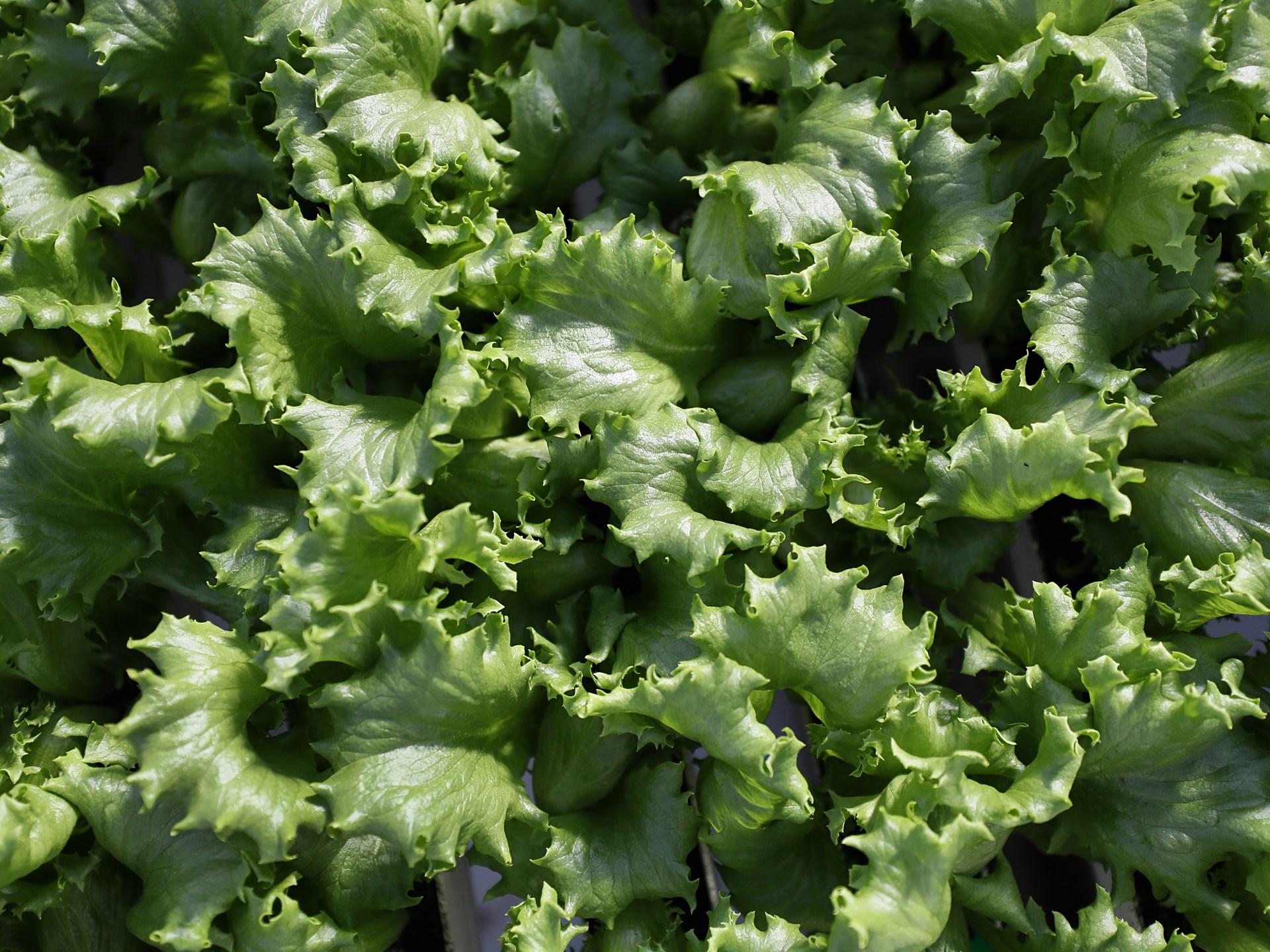 CDC investigates cyclospora outbreak as US cases rise