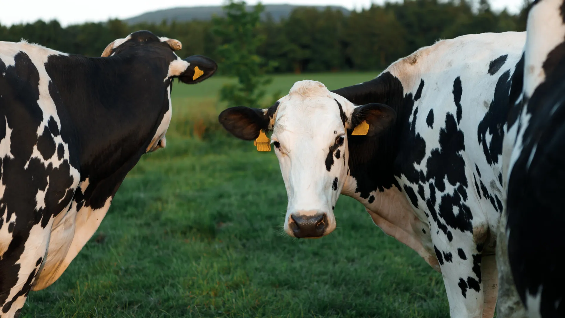 Study explains why H5N1 struck cow udders instead of lungs