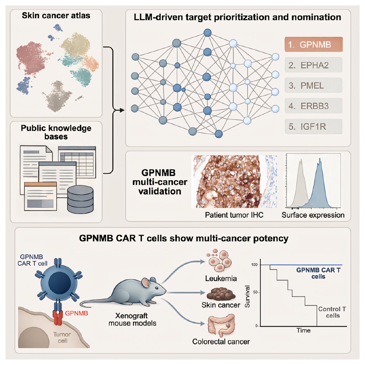 AI-guided method points to new CAR T target across cancer models