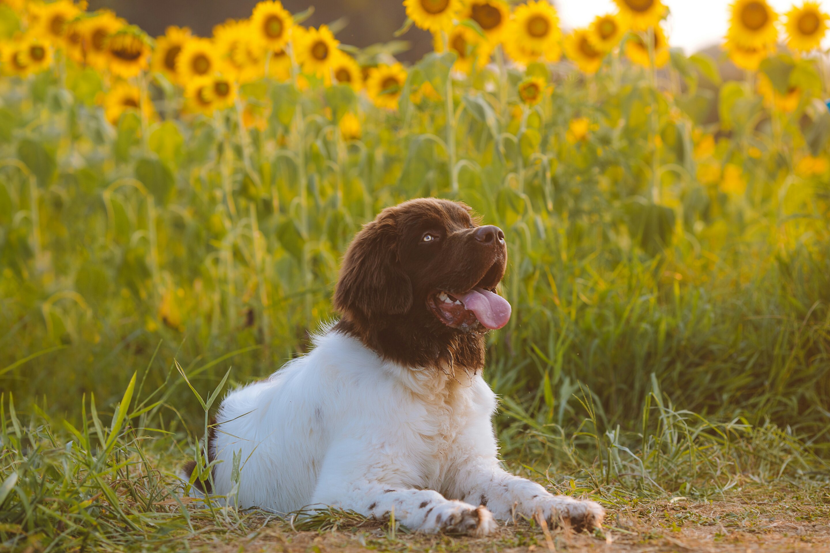 Pet heat stress can develop in minutes, veterinary expert warns