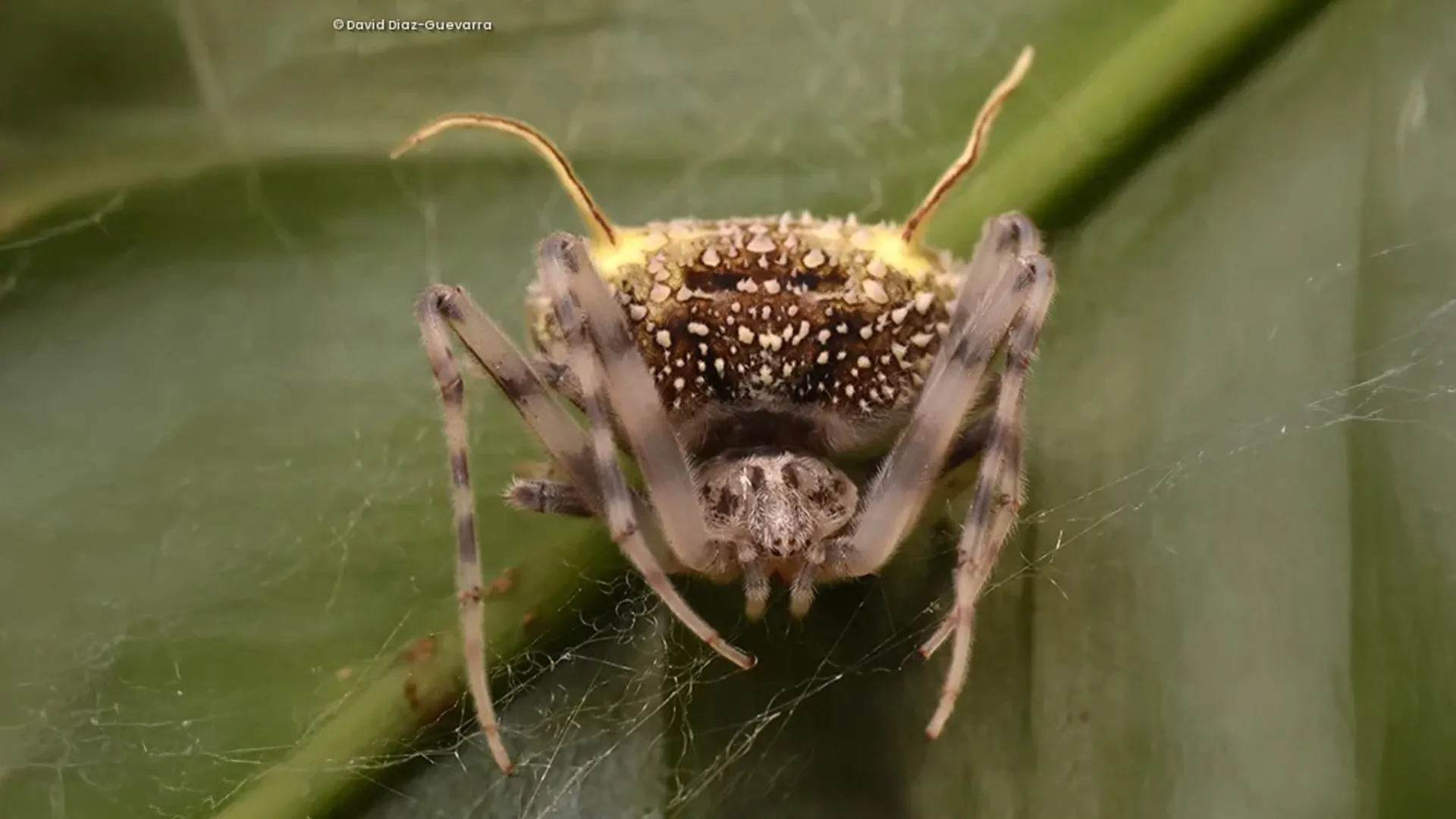 Amazon spider found mimicking fungus that infects spiders