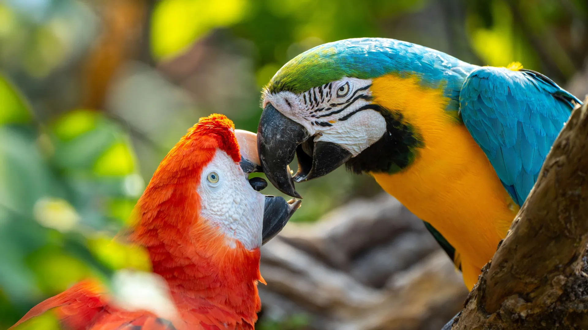 Study finds companion parrots may use names for individuals