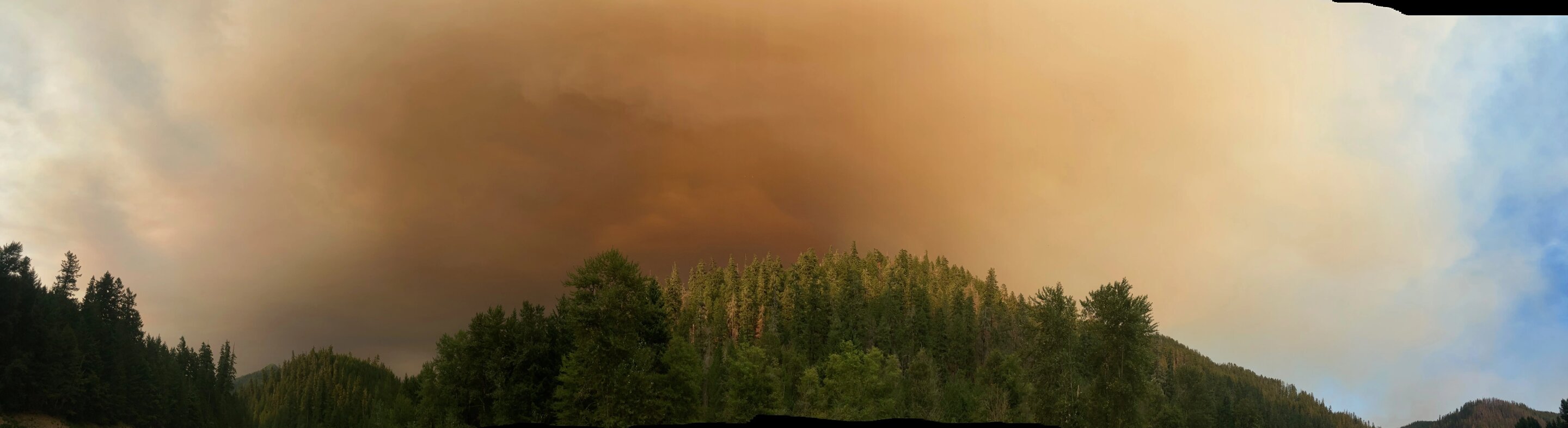 Robins cut activity rather than flee during wildfire smoke, study finds