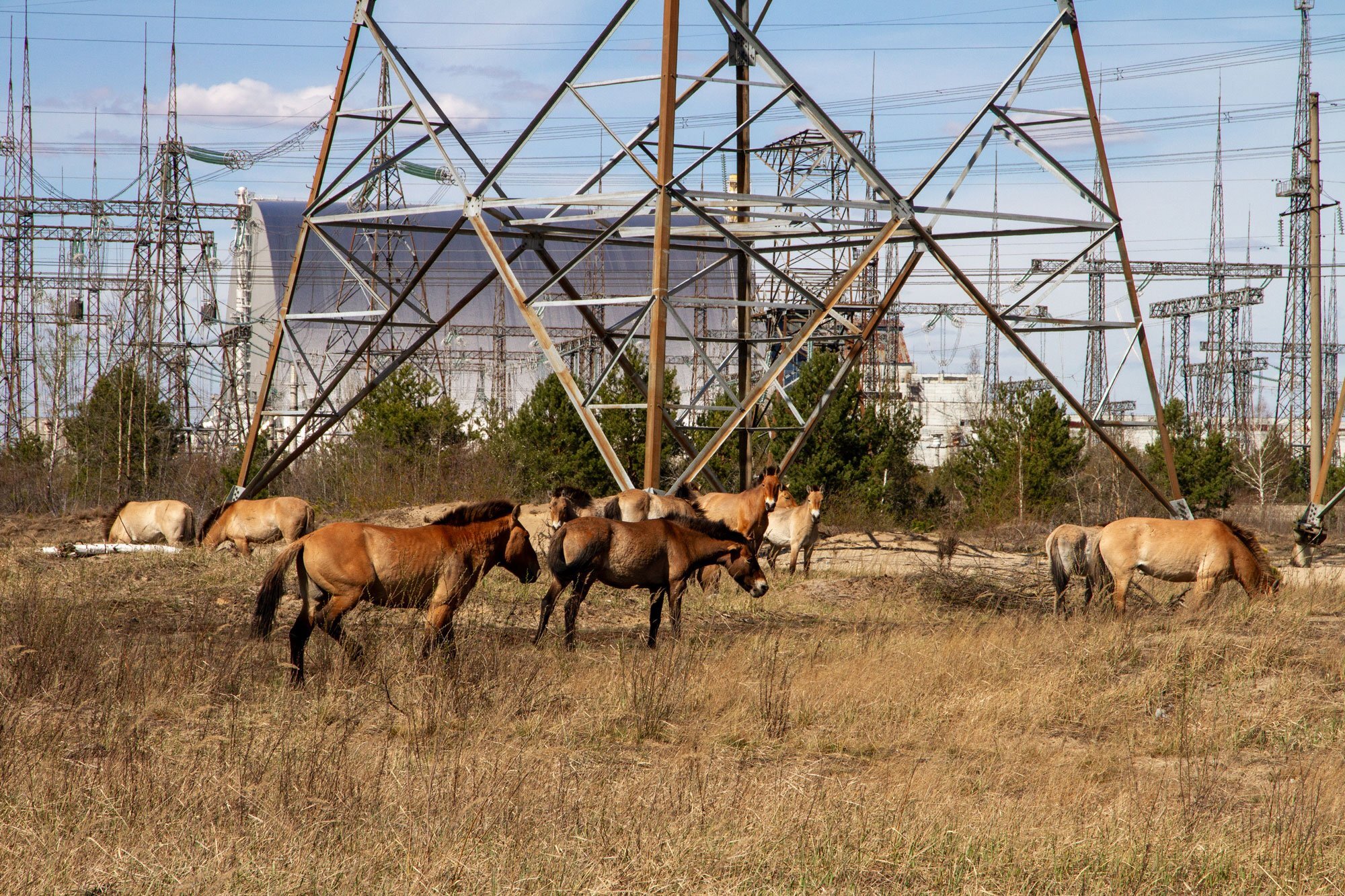 War altered wildlife routines in the Chornobyl Exclusion Zone