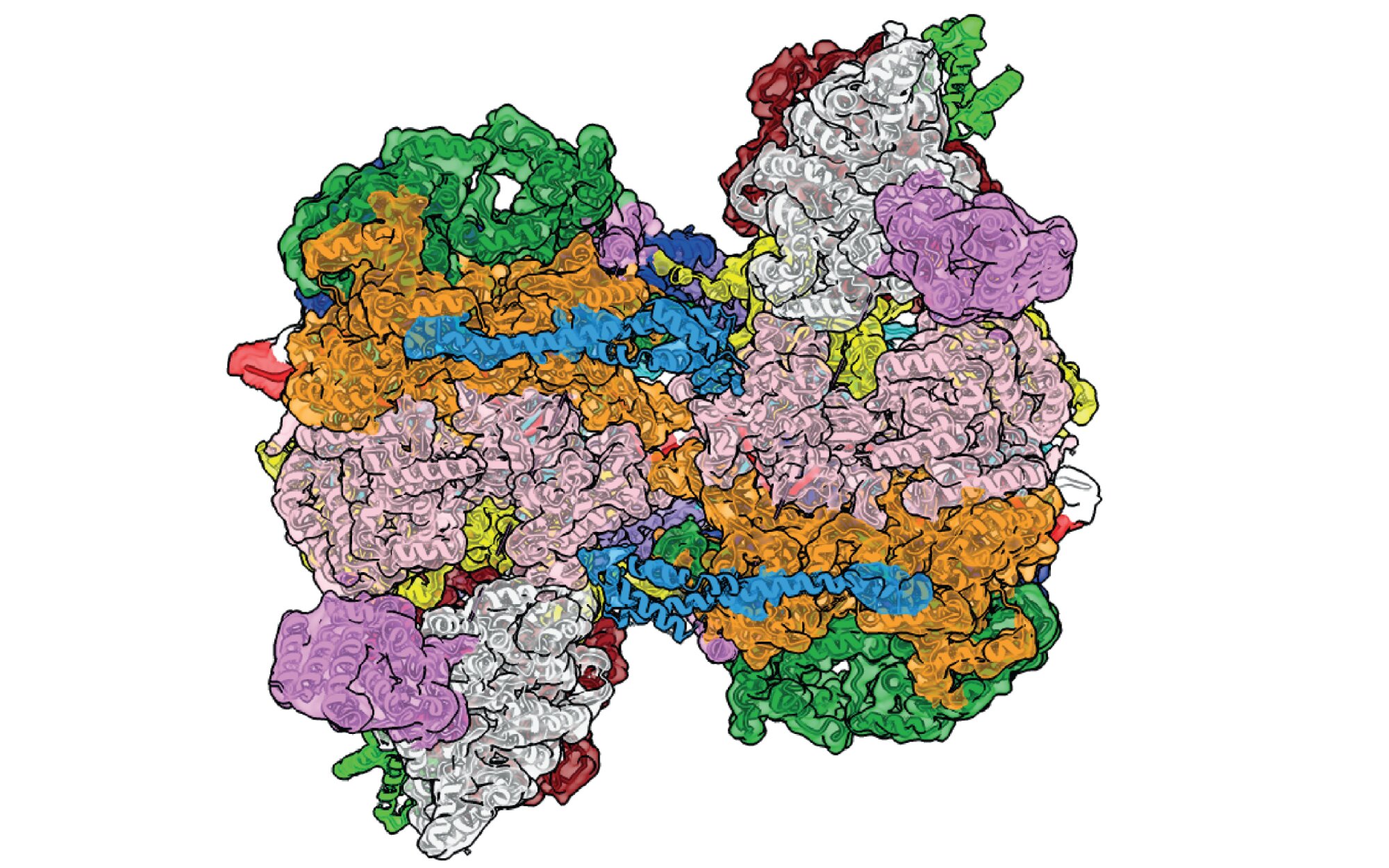Researchers capture long-sought step that helps start DNA copying