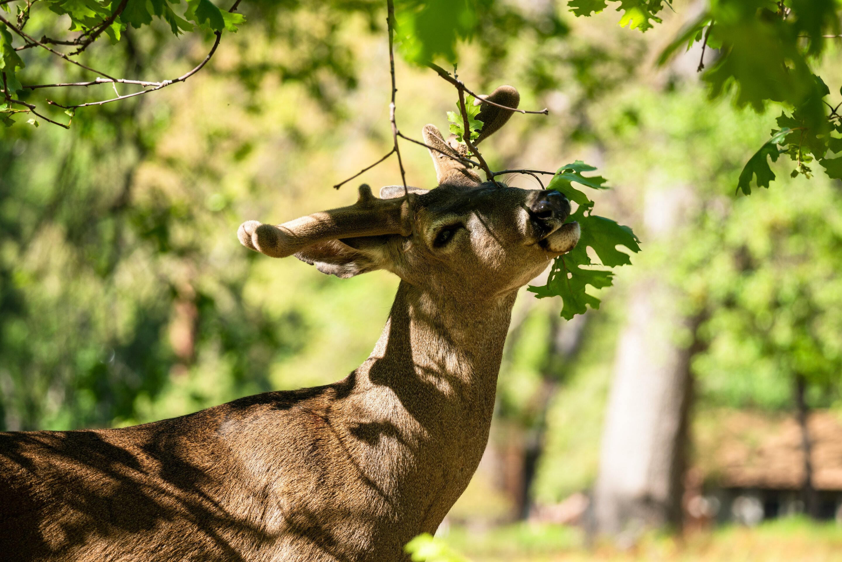 New Zealand deer management urged to protect native forests