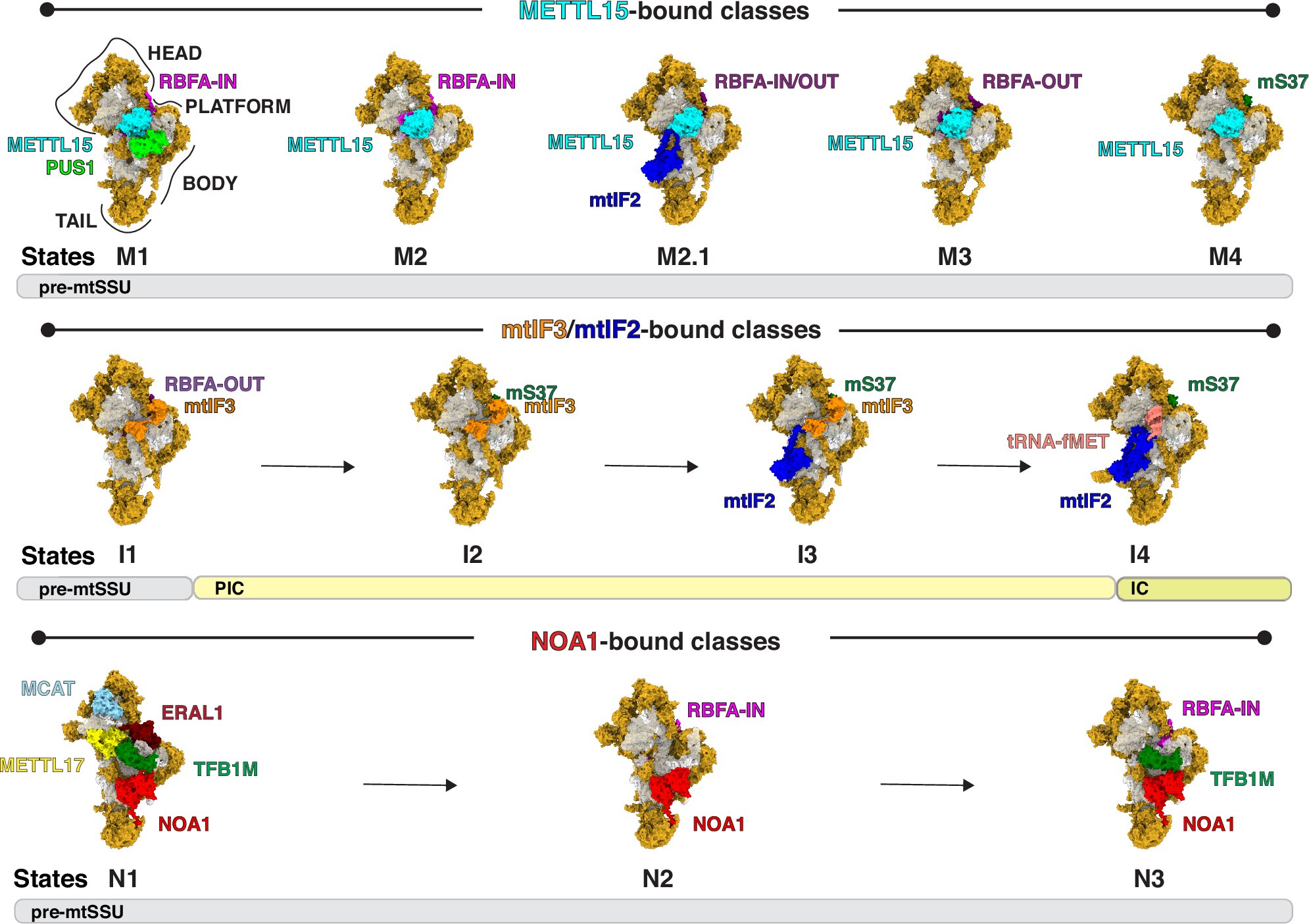 Study maps how mitochondria assemble key protein-making machinery