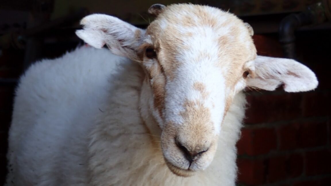 Medieval manuscript sheeppox DNA traces a livestock virus across millennia