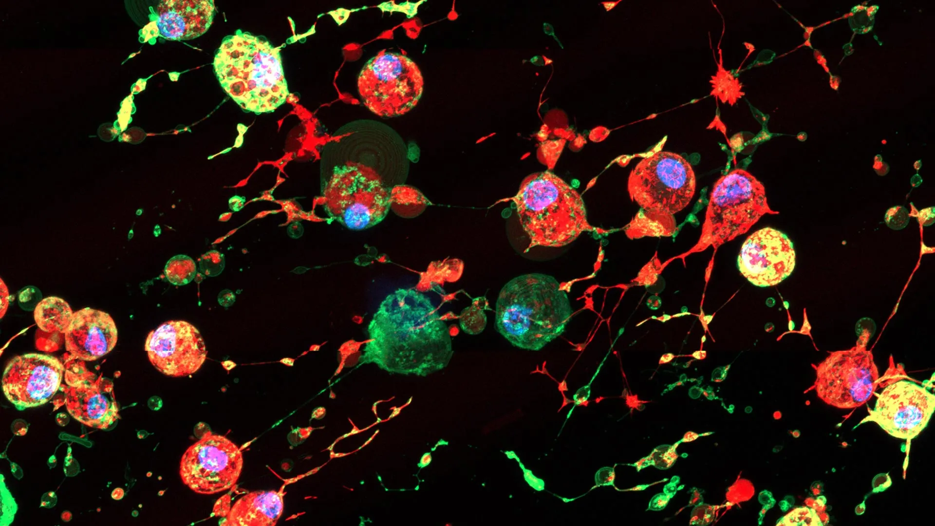 Dying cells leave vesicle trails that flu viruses may exploit