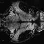 Microexons tied to zebrafish sleep and arousal in study