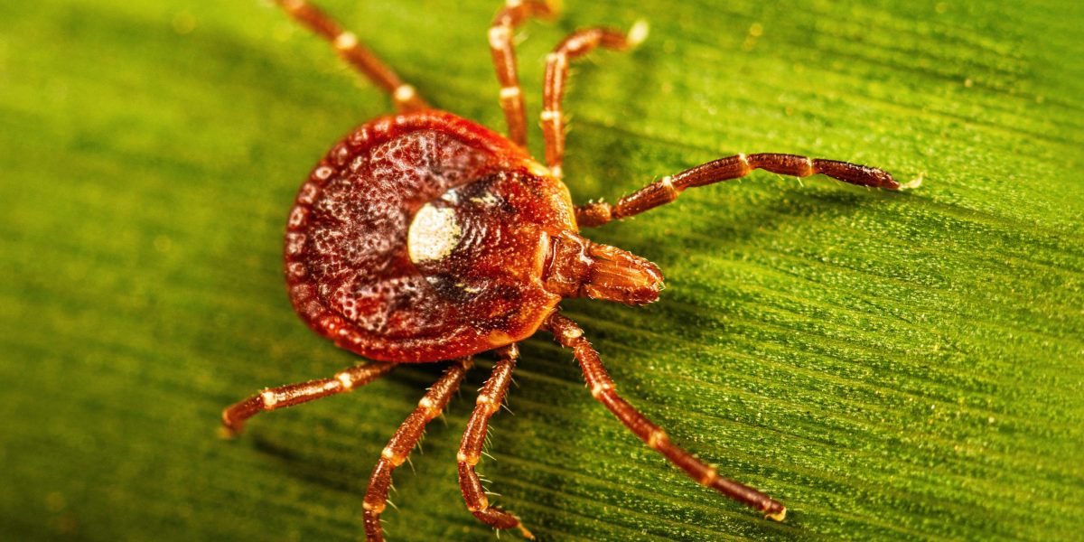 Tick-linked meat allergy gains attention as cases rise