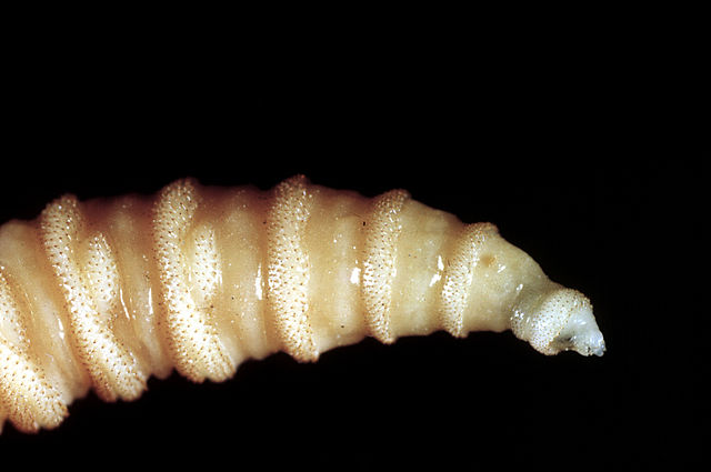 Mexico screwworm human cases top 500 as study finds faster reporting rate