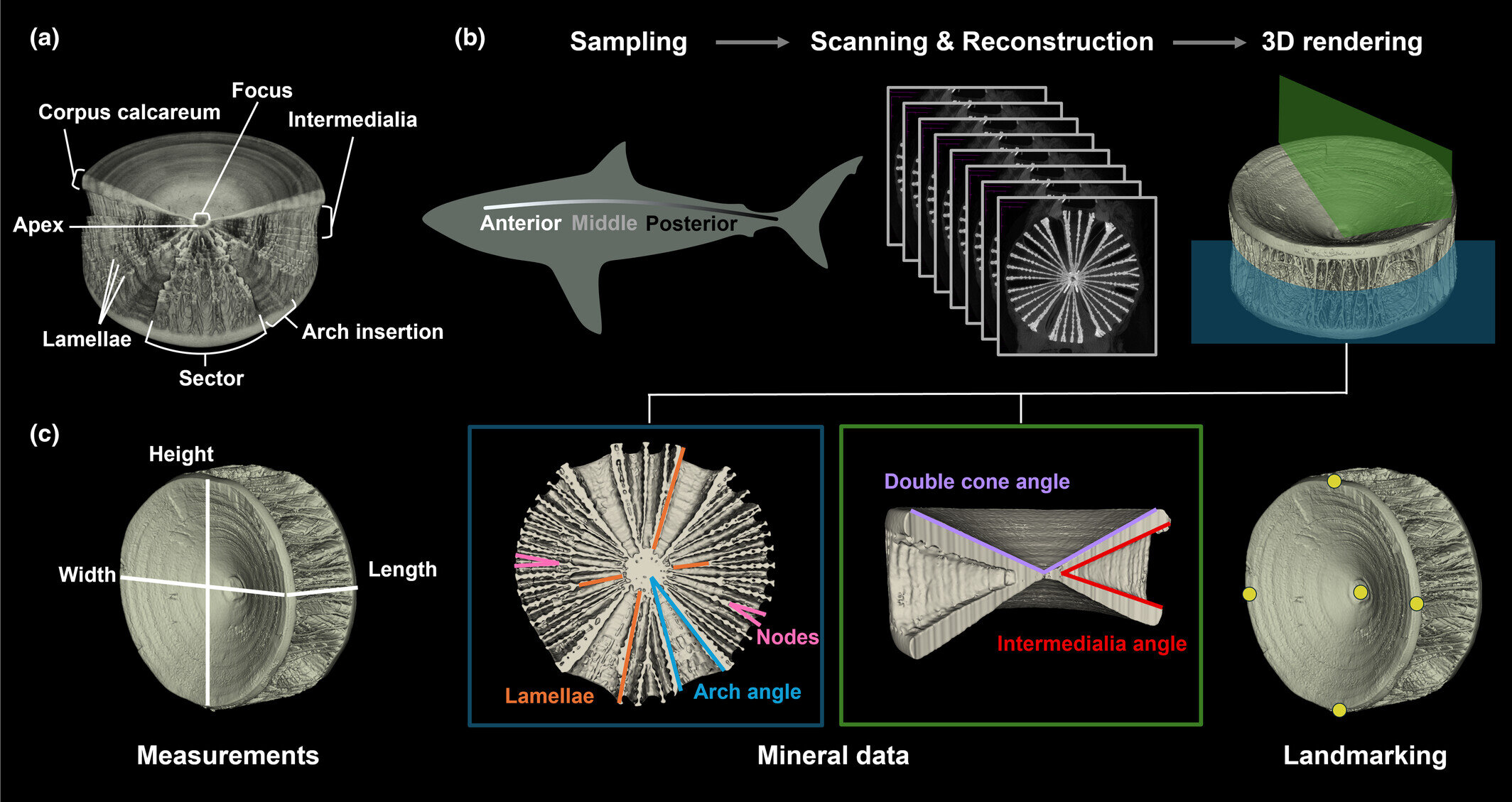 Shark spine swimming study links vertebrae to speed and maneuvering