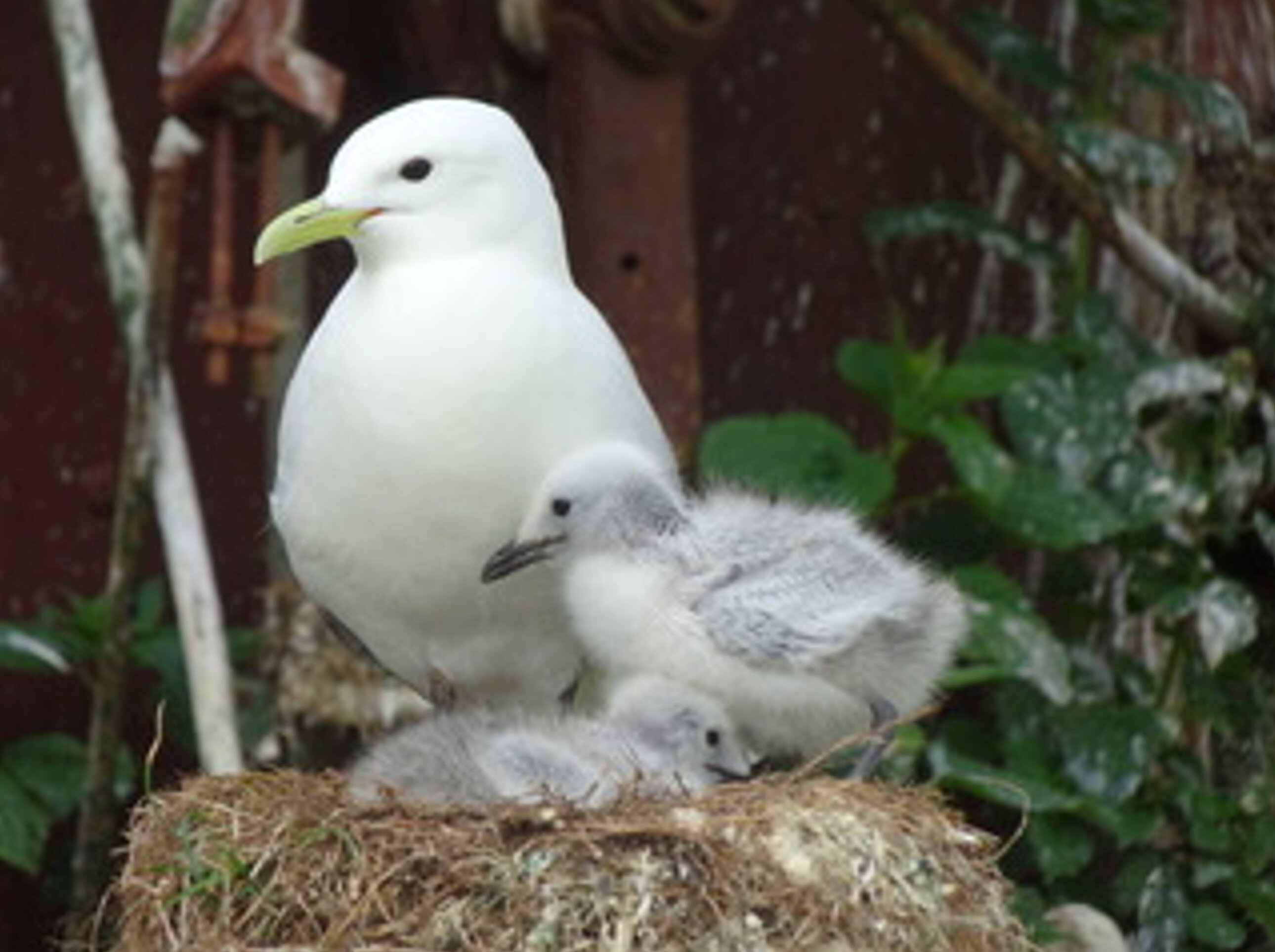Kittiwake breeding survival trade-off found in Alaska seabird study