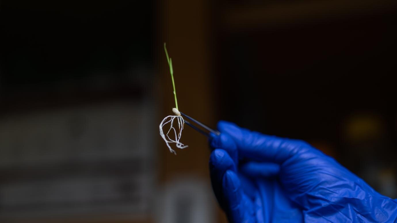 Rice yield and drought tolerance improve after gene trim in tests
