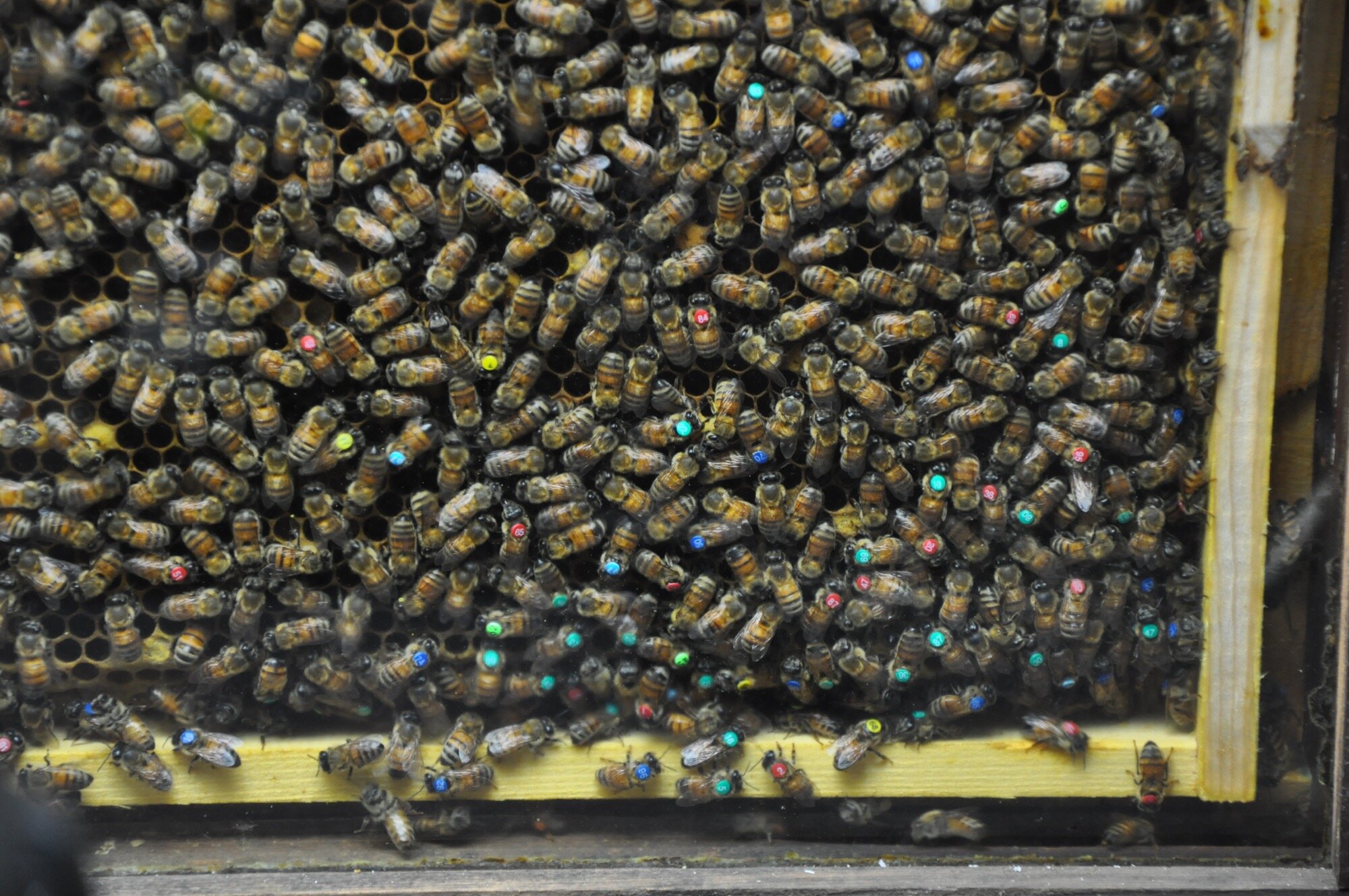 Honeybees change waggle dances when recruits confirm food directions