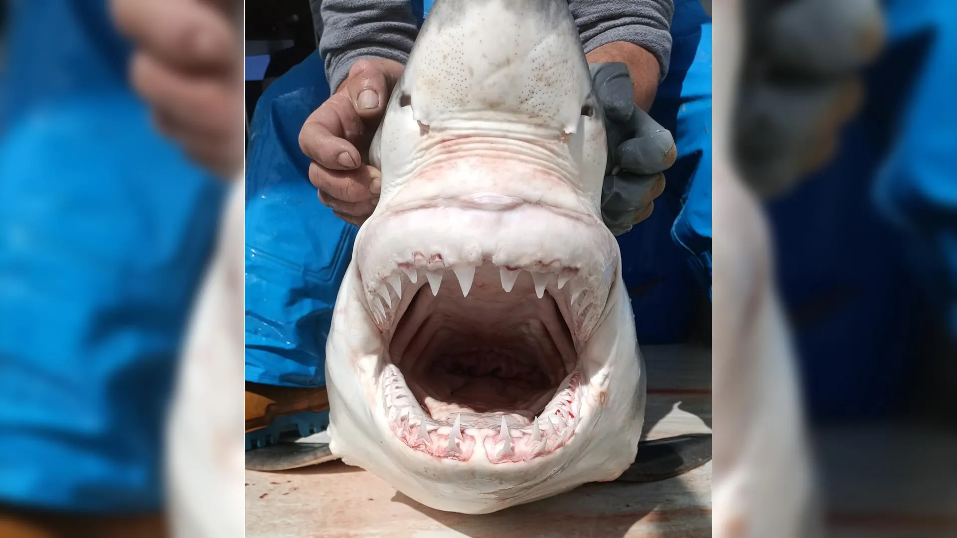 Juvenile great white caught off Spain revives Mediterranean shark question