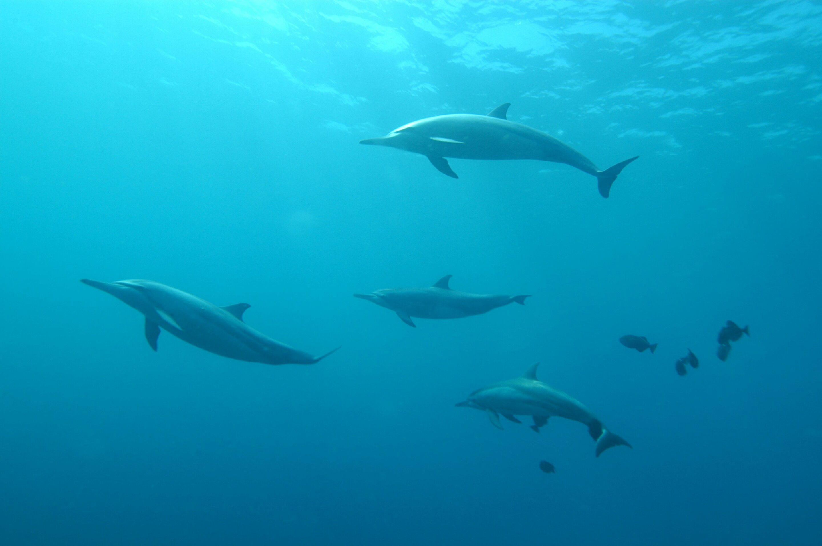 PFAS levels are rising in dolphins and whales worldwide