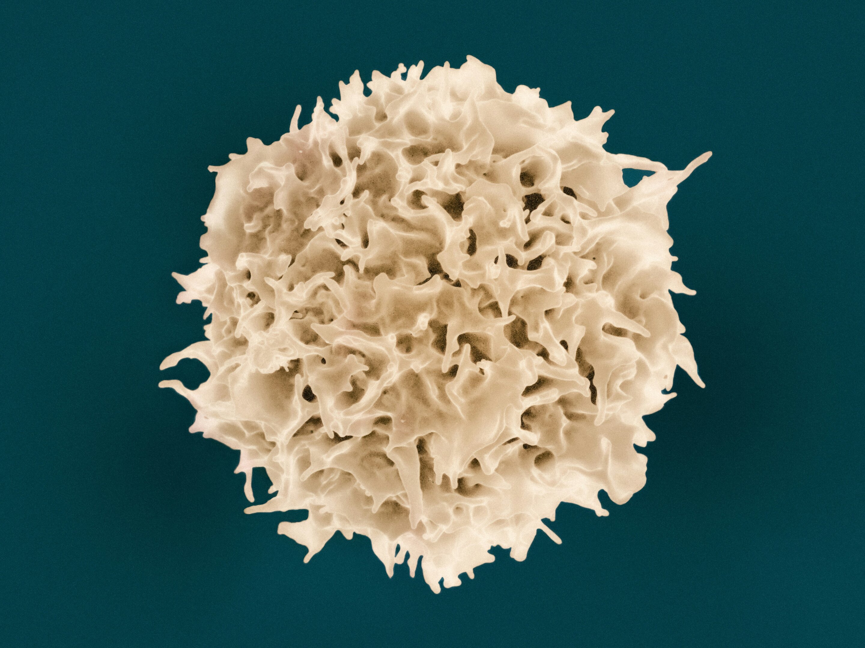 T cells sense cancer at nanoscale contact points, study finds