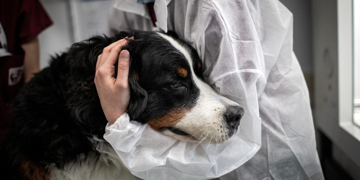 Pet owners warned as screwworm cases reach dogs in Texas and New Mexico
