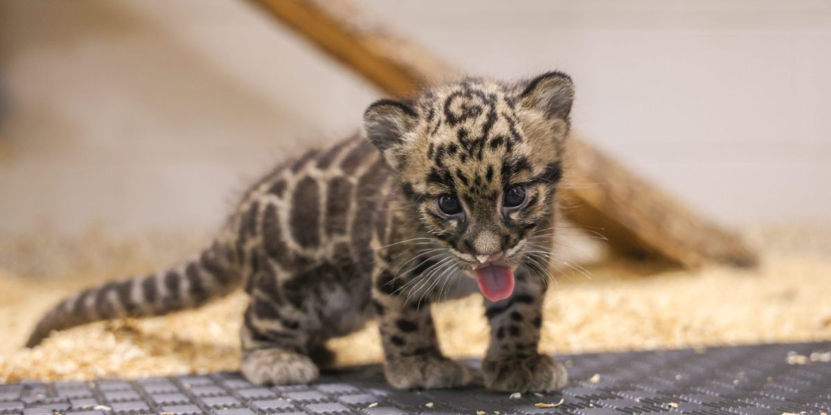 Nashville Zoo challenges data center planned next door