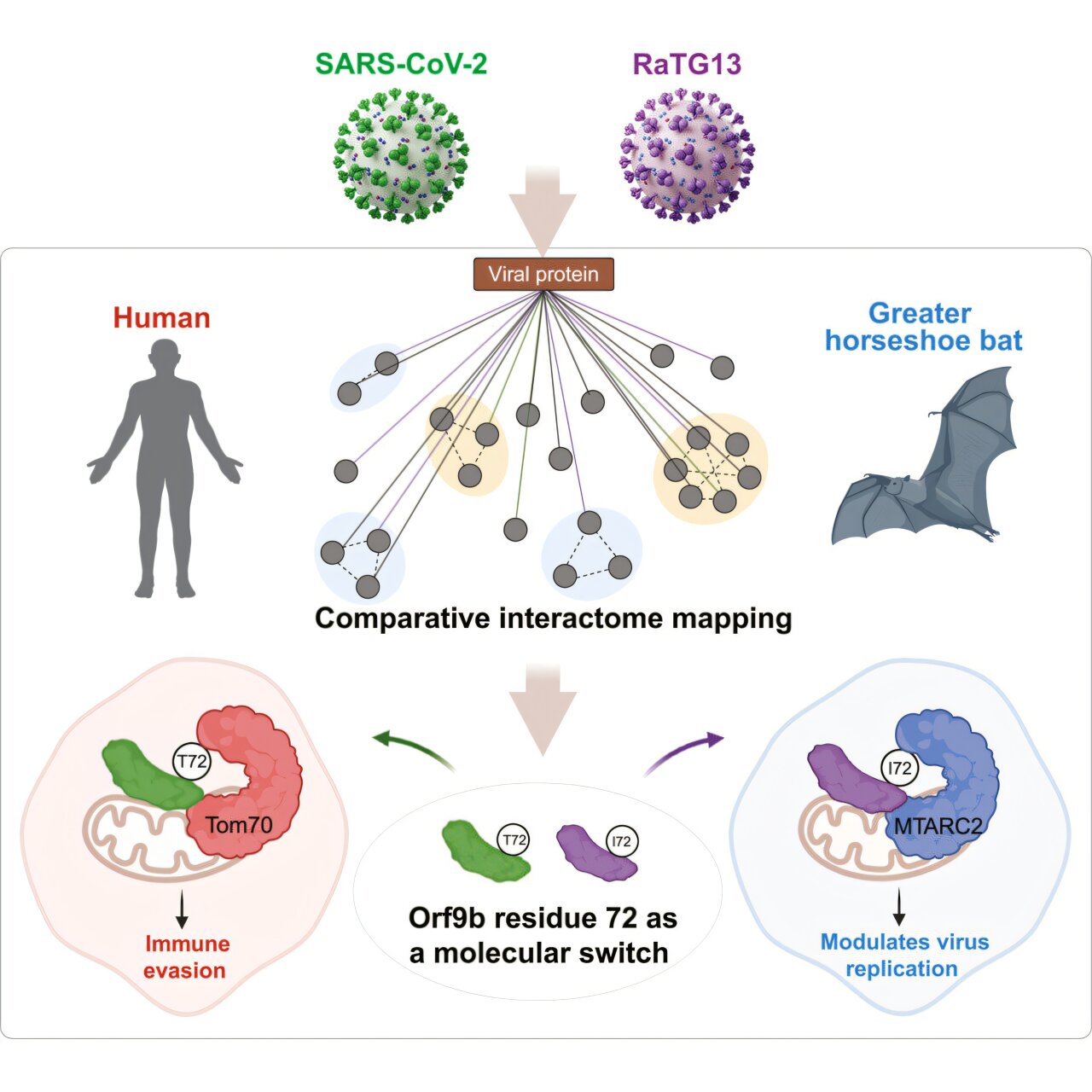Tiny protein change may help coronaviruses adapt from bats to humans