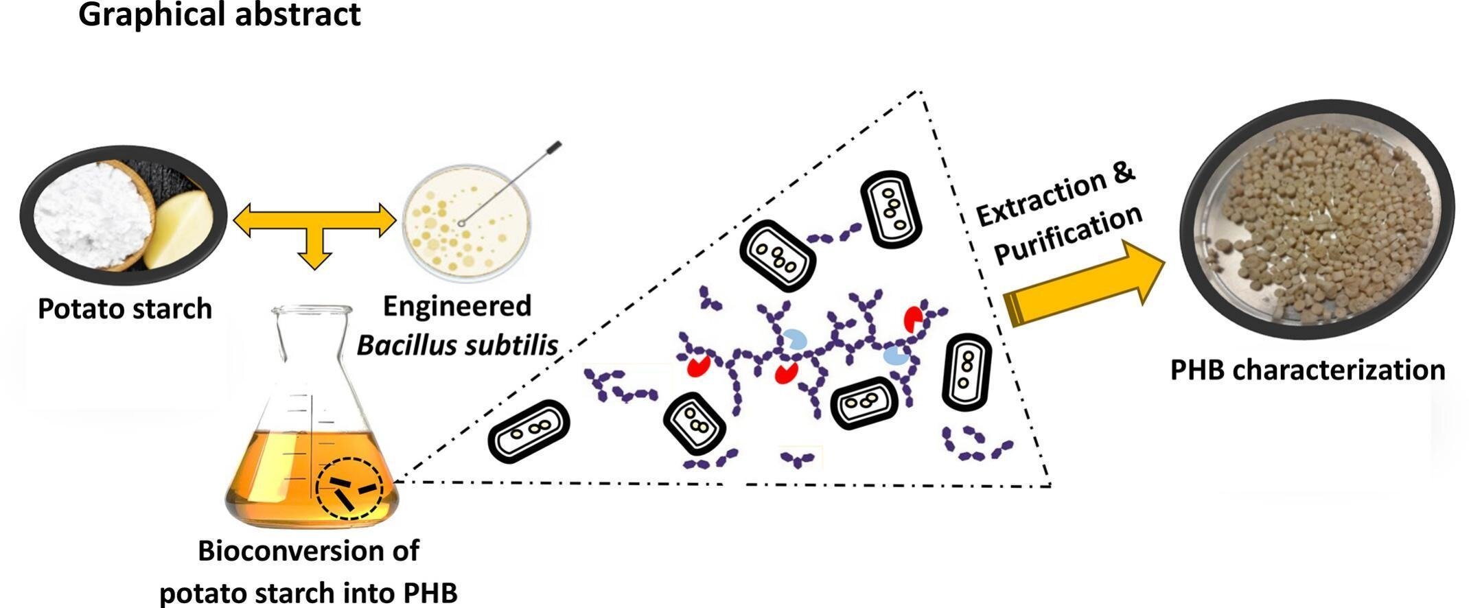 Engineered bacterium makes bioplastic from potato starch in a day