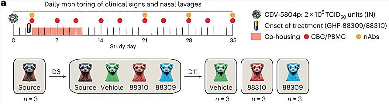 GHP-88310 blocks measles-like virus spread in ferret study