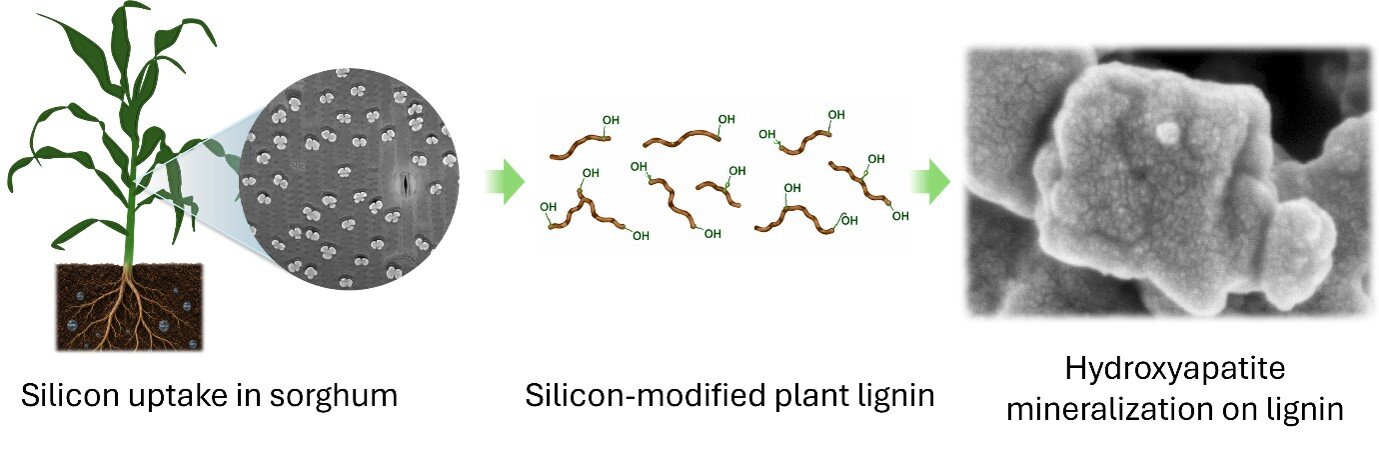 Lignin bone repair study finds plant material can grow bone-like minerals