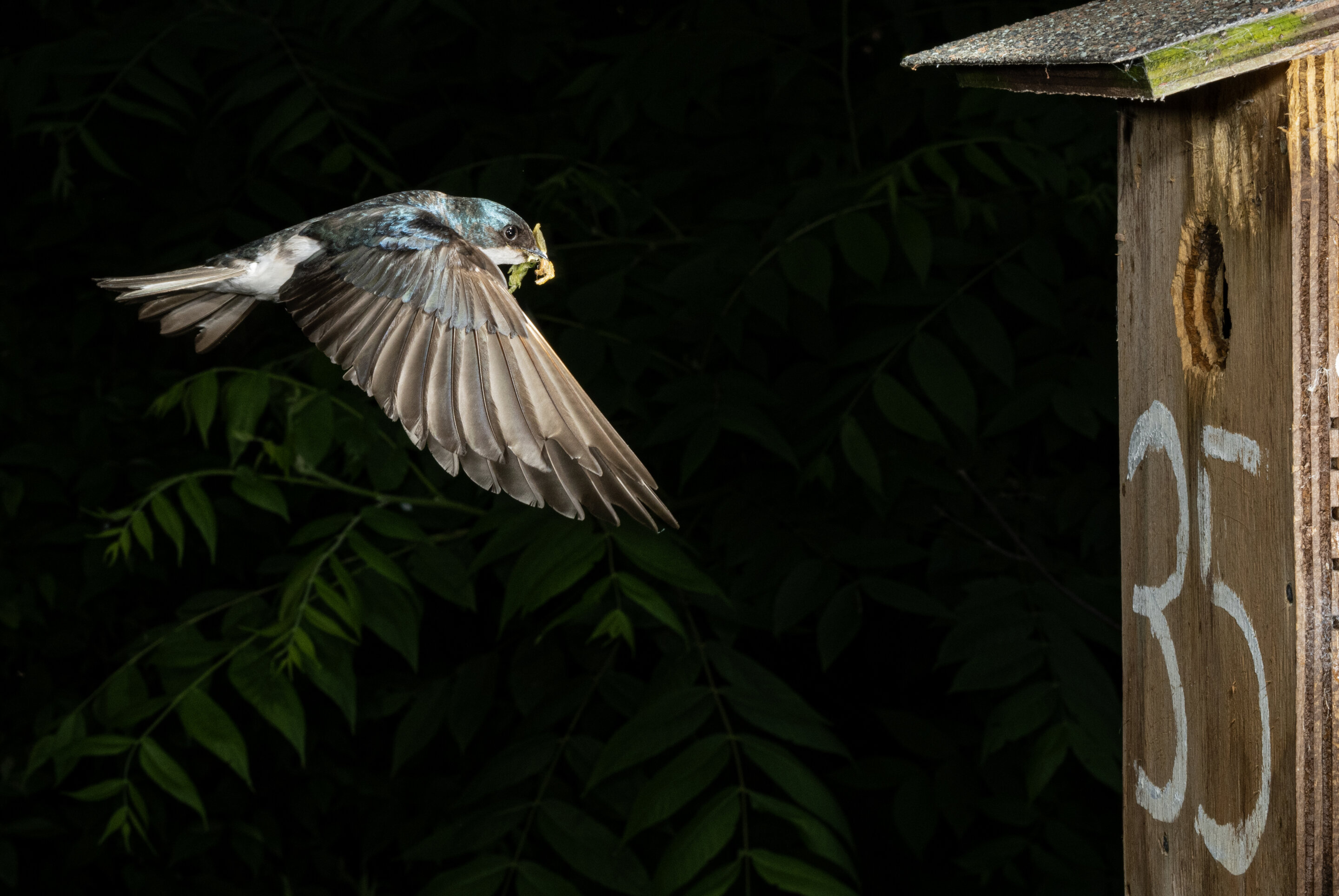 Insect losses linked to smaller tree swallows and fewer chicks