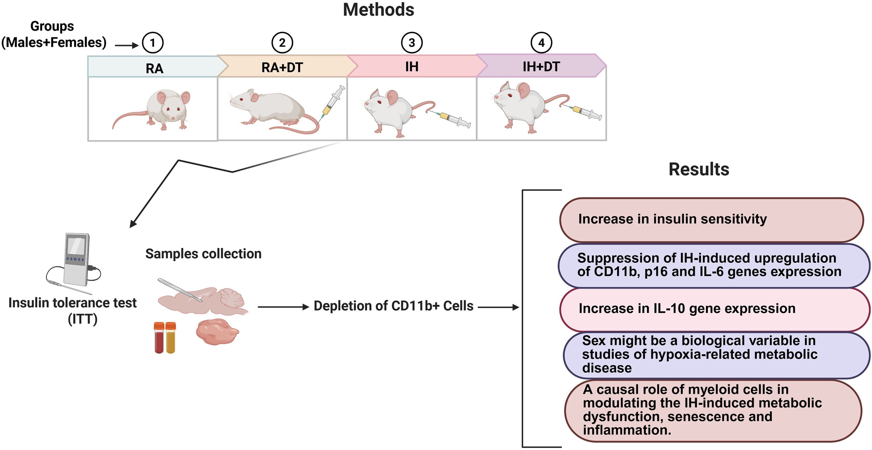 Immune cells tied to sleep apnea-related metabolic problems in mice