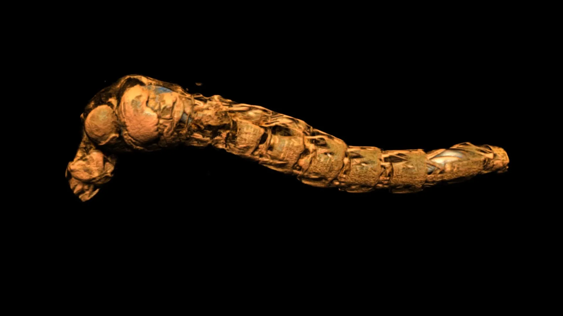 Lake fly larvae air sacs withstand pressure in deep dives