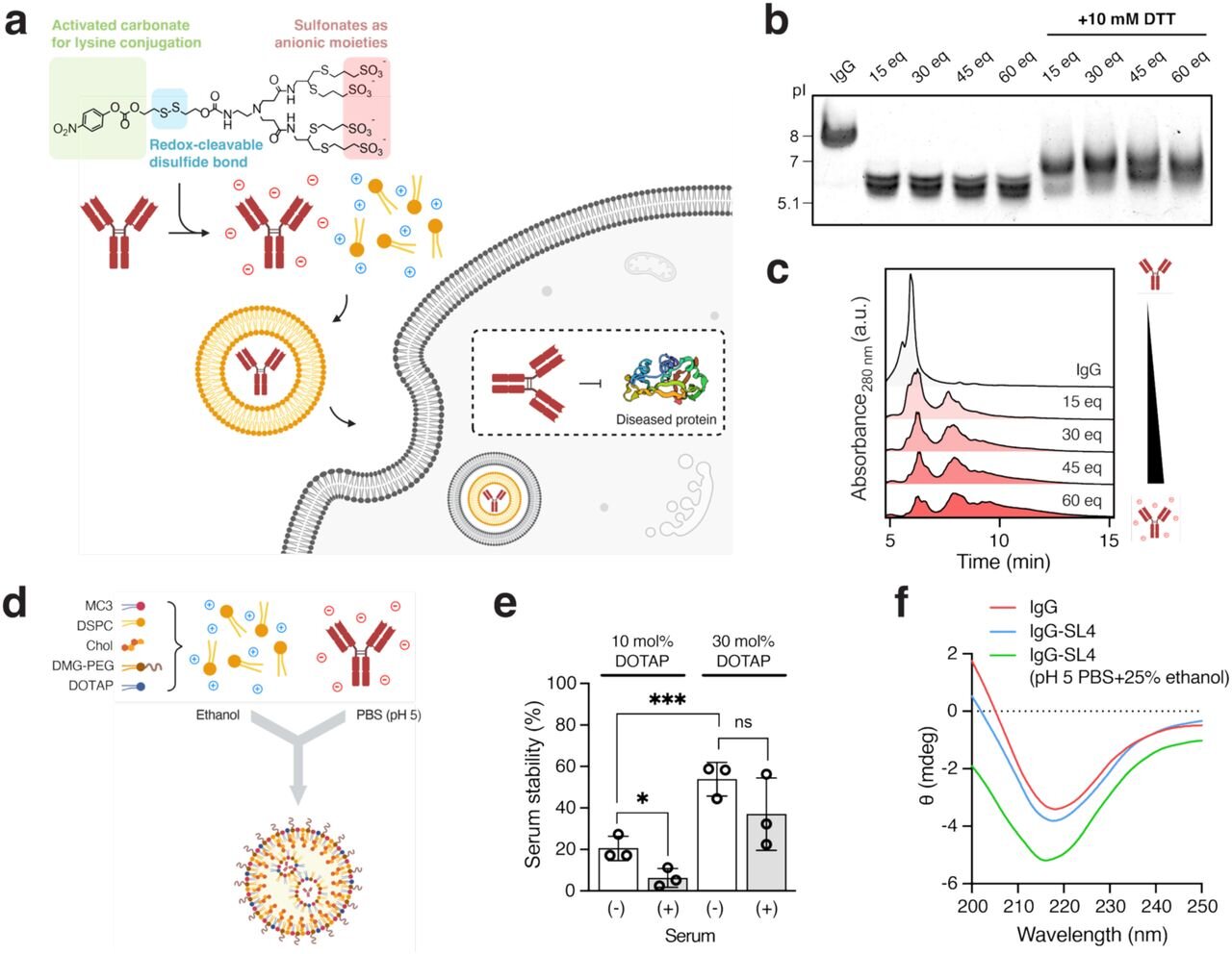 Nanoparticle method carries therapeutic antibodies inside cells