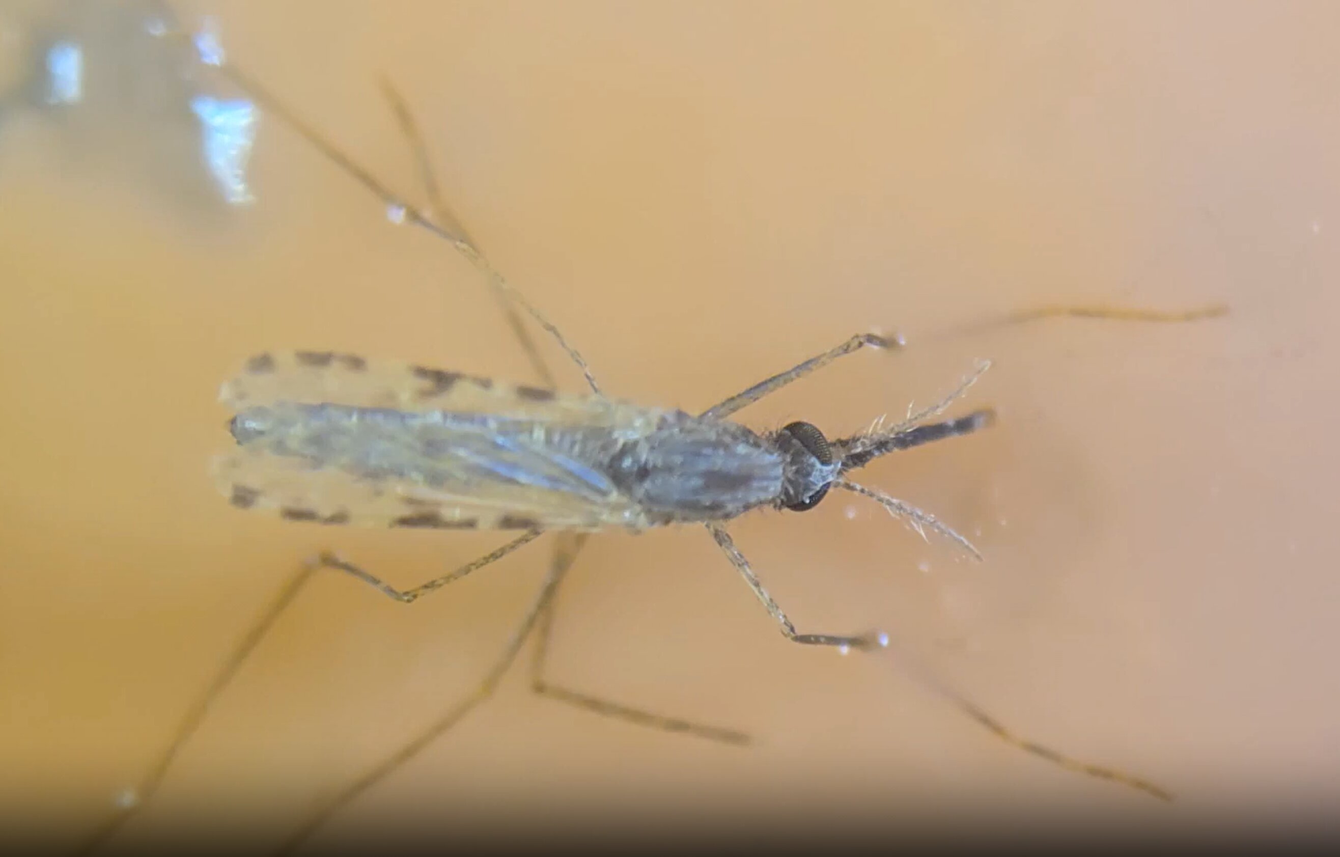 Sidewalk yeast shows promise as bait for malaria mosquito traps
