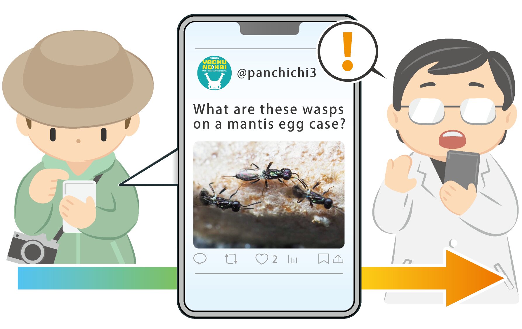 Social media photos lead scientists to rare wasp record in Japan