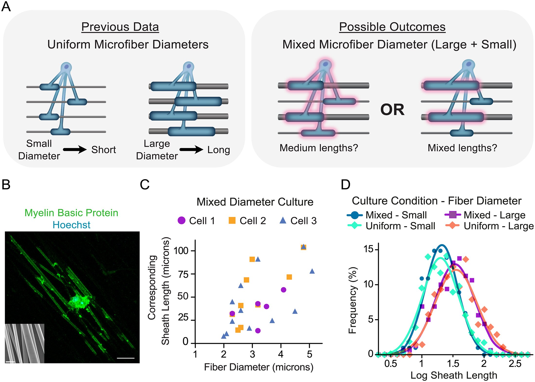 Piezo1 helps set myelin sheath length, Upstate study finds