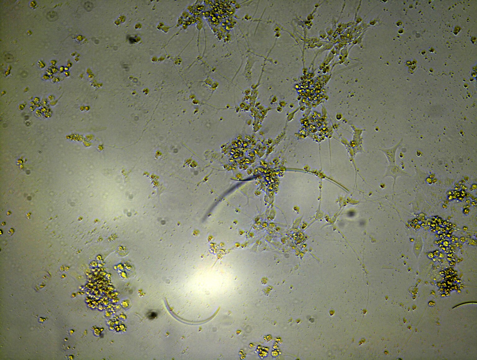Remote stem cell lessons boost students’ science identity, study finds