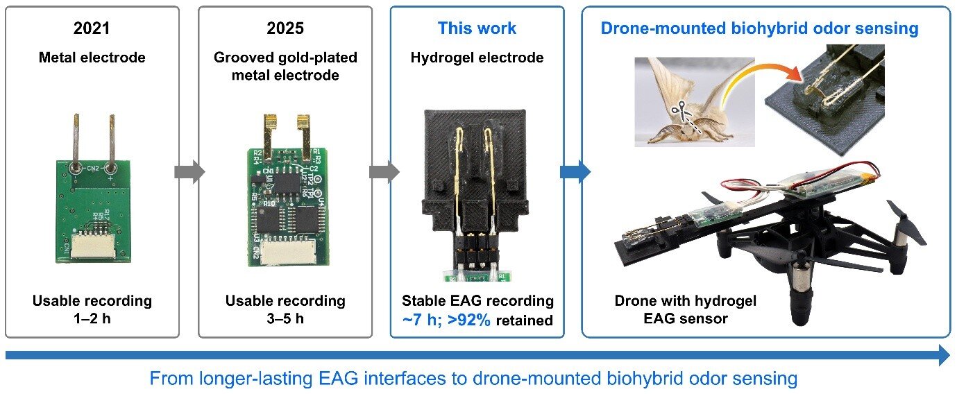 Hydrogel electrode steadies insect odor sensors for drones