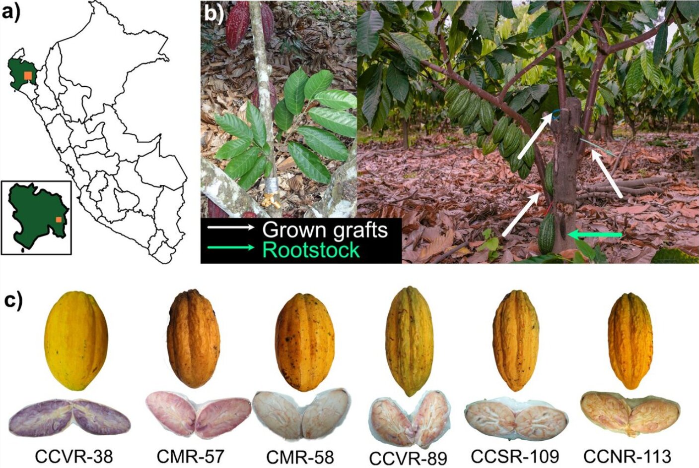 Blanco de Piura cacao yield can rival commercial varieties, study finds