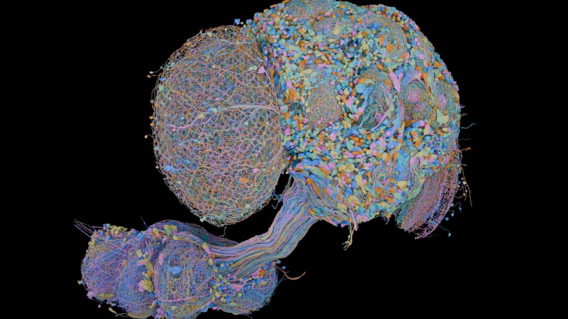 Second complete fruit fly brain map includes male nerve cord
